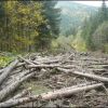 ​​Підприємець «орендував» ліс на 49 років та звів там капітальні будівлі