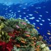 ​Новини України: Австралійський Великий бар’єрний риф потребує термінового захисту