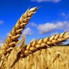 ​Яким буде урожай пшениці-2016?