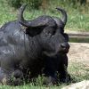 ​Закарпатські буйволи очищуватимуть одеські водоймища
