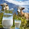 ​Скрутні часи для молокозаводів