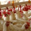 ​У 2015 курятина подорожчала на 33%, яйця — на 60%