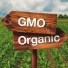 ​Наукові дослідження довели: ГМО не шкодять здоров’ю людини
