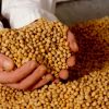 ​Україна йде на рекорд з експорту сої