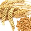 ​У 2017 світовий врожай пшениці буде більшим