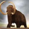 ​Науковці обіцяють повернути мамонтів