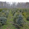 ​В минулому році в Україні відтворено більше 52 тисяч гектарів лісів