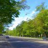 ​Мінрегіон планує змінити норми висадки і поливу дерев у містах