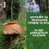 ​Штрафи за збирання грибів та ягід. За що доведеться платити