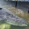 ​Порятунок Тіммі: кита випустили з баржі у Північне море