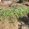 ​На Дніпропетровщині чоловік виростив 400 кущів конопель «для власних потреб»