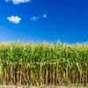 Аналітики прогнозують зростання експорту кукурудзи