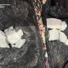 8 років ув’язнення за збут наркотиків на Донеччині – засуджено організовану групу