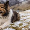 ​Собаки відчувають небезпеку? Що каже наука