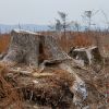 ​Документальний фільм - журналістське розслідування - "КОРОЛІ УКРАЇНСЬКОГО ЛІСУ"