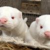 ​У більшості країн планують знищити норок через коронавірус