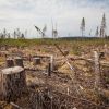 ​Країни Східної Європи займуться відновленням земель