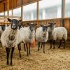 ​За останній рік експорт шерсті збільшився на 270%!