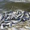 Масштаби вилову риби в Середземному і Чорному морях скоротилися вперше за десятиліття