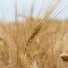 ​Невже в нас залишиться зайвий запас пшениці. Чому скоротили обсяг імпорту?