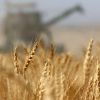​Україна відкрила ринок Китаю для експорту пшеничного борошна