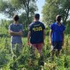 ​Викрито та затримано двох чоловіків, які виростили майже 2 тисячі кущів конопель