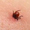 ​Увага: кліщі наступають! Як захистити себе та дії при виявленні кліща на тілі