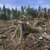 ​Знищення лісу під Новомосковськом “чорними лісорубами”. Навіщо їм вбивали ліси?