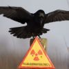 ​Стало відомо, туристів з яких країн найбільше зацікавив Чорнобиль