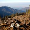 ​Верховна Рада спростила вирубку лісів Карпат, - екологи