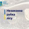 ​Незаконна порубка дерев у захисних лісових насадженнях зі збитками 200 тис грн – судитимуть мешканця Київщини