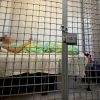 Затримано організатора виставки озброєння на Київщині, по якій вдарила РФ