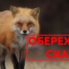 ​Сказ в Україні: кілька населених пунктів на карантині