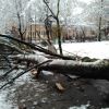 ​Дерево впало посеред дитячого садка!
