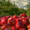 Буковина вирощує найбільше яблук серед інших регіонів