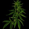 ​Конопля для профілактики COVID-19
