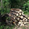 ​Прокуратура вимагає відшкодування майже 300 тис грн збитків, завданих незаконною порубкою лісу