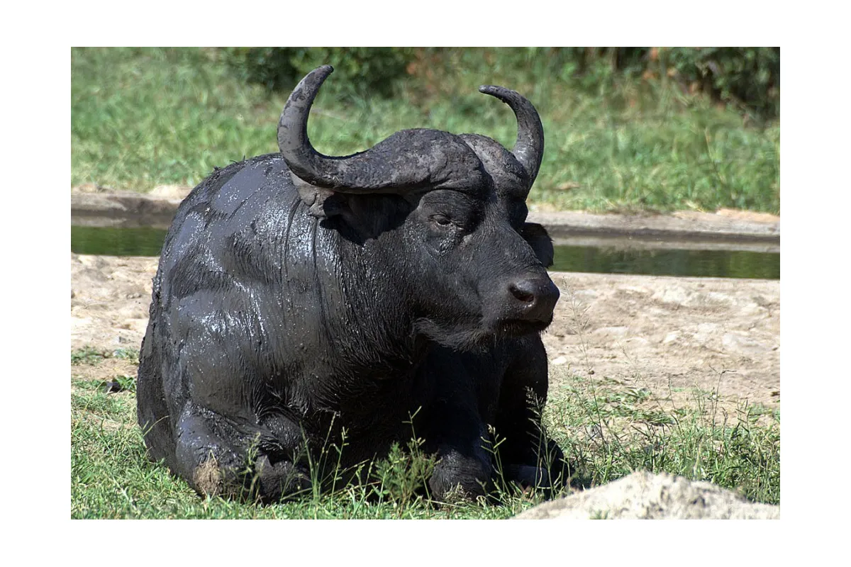 Закарпатські буйволи очищуватимуть одеські водоймища