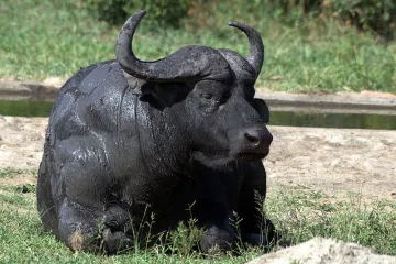 ​Закарпатські буйволи очищуватимуть одеські водоймища