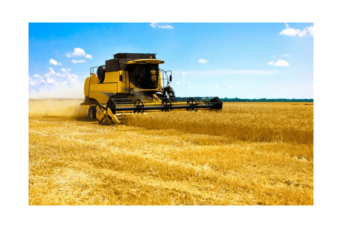 Новини України: Світові ціни на пшеницю зростають через зменшення поставок з Росії
