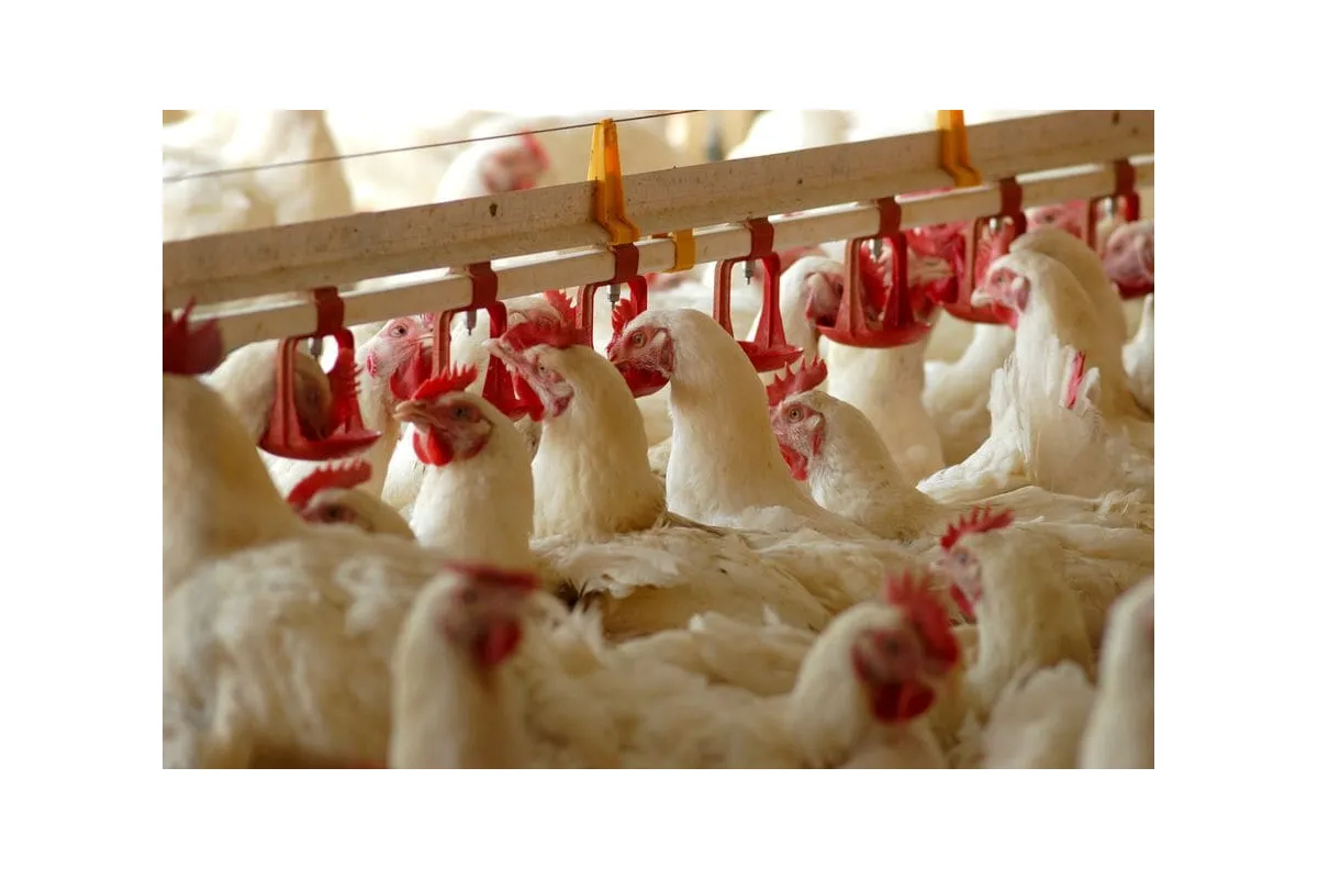У 2015 курятина подорожчала на 33%, яйця — на 60%