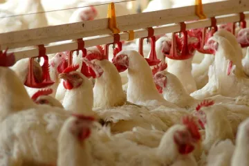 ​У 2015 курятина подорожчала на 33%, яйця — на 60%