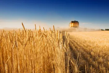 ​Україна стала рекордсменом із зернового експорту