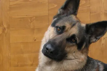 ​У селі Гнідин дільничний врятував собаку, яка провалилась в ополонку