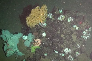 ​Знайдено асфальт на глибині 2 км під водою