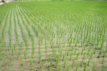 ​Херсонщина очікує на рекордний рисовий врожай