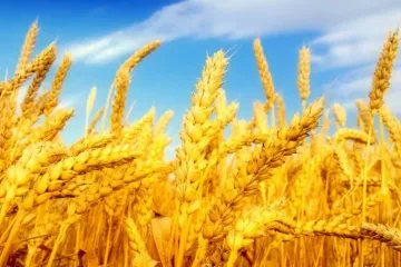 ​Експорт української пшениці продовжує зростати