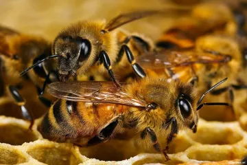 ​Бджолиний мед більш ефективний, ніж антибіотики