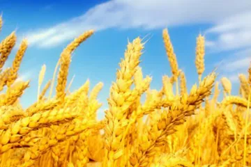 ​Жнива-2018: вже зібрано 6,2 млн тонн зернових та зернобобових культур