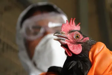 ​Повернення пташиного грипу в Україну
